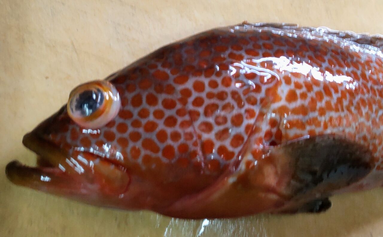 夏のあこう 寿司割烹新太郎の美味しいお話し