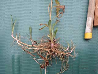 セイタカ根っこ20251227_1