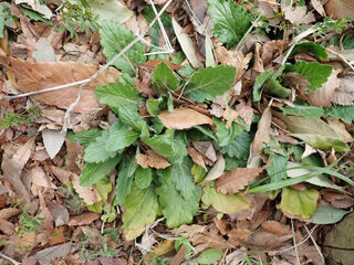 ハルジオンロゼット20240324