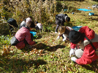 外来草本抜きDSC_3384