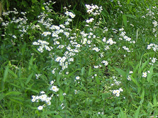 抜き取り1東オギ前