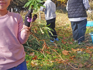 セイタカ根っこDSC_3387