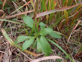 セイタカロゼット2025