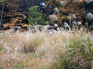 晩秋の草紅葉(くさもみじ)