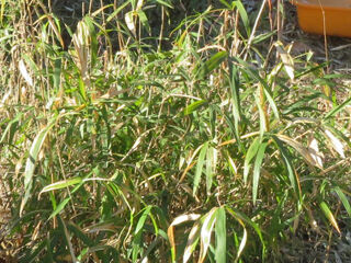 【参加者募集】草はらの日 11月22日