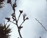 773e9d5c.jpg