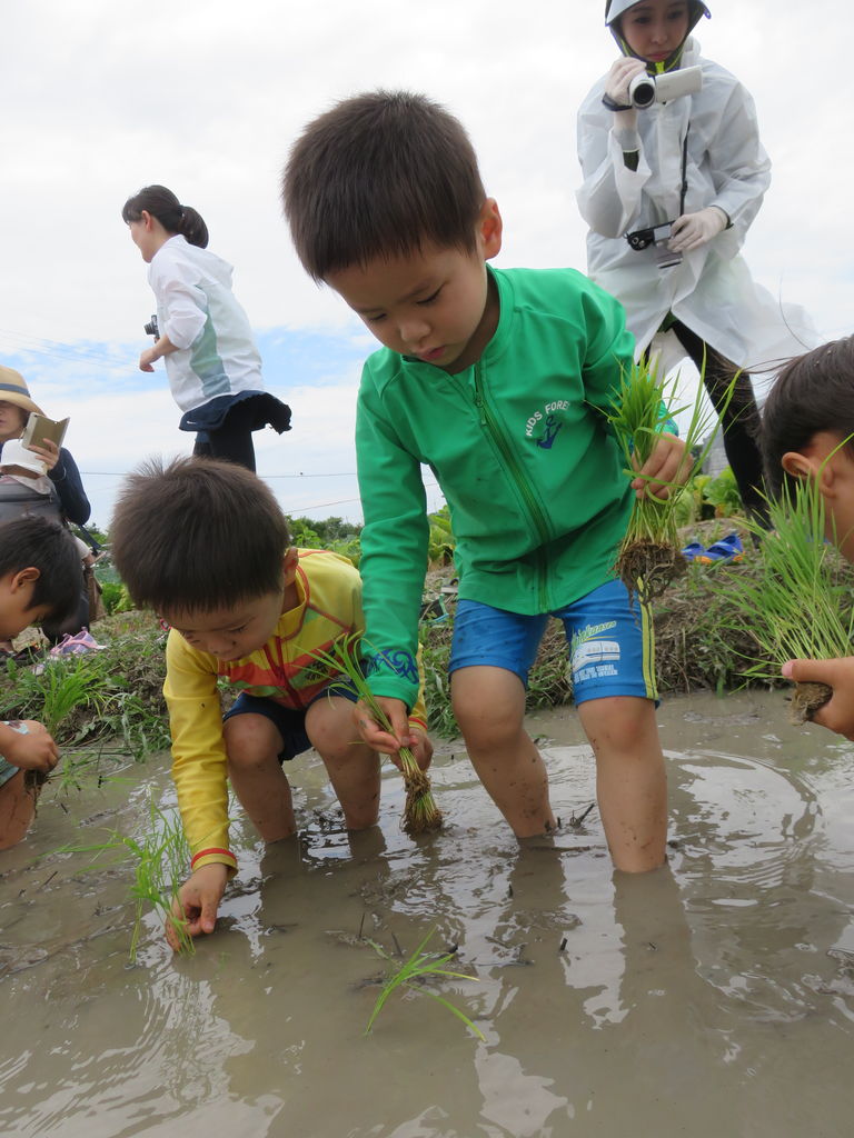 田植え どろんこあそび スタンツ通信 いきいき のびのび でっかい子 田植え どろんこあそび スタンツ通信 いきいき のびのび でっかい子