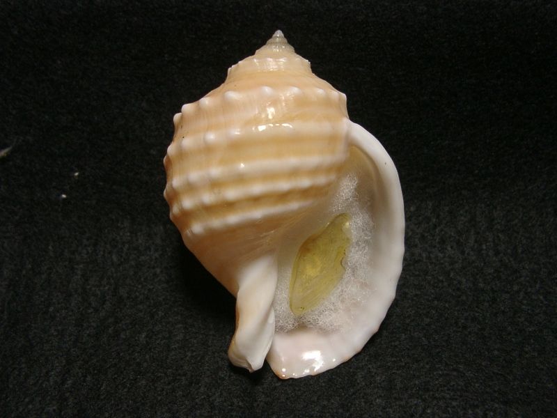トウカムリ ヤツシロガイなど 海の貝っていいね