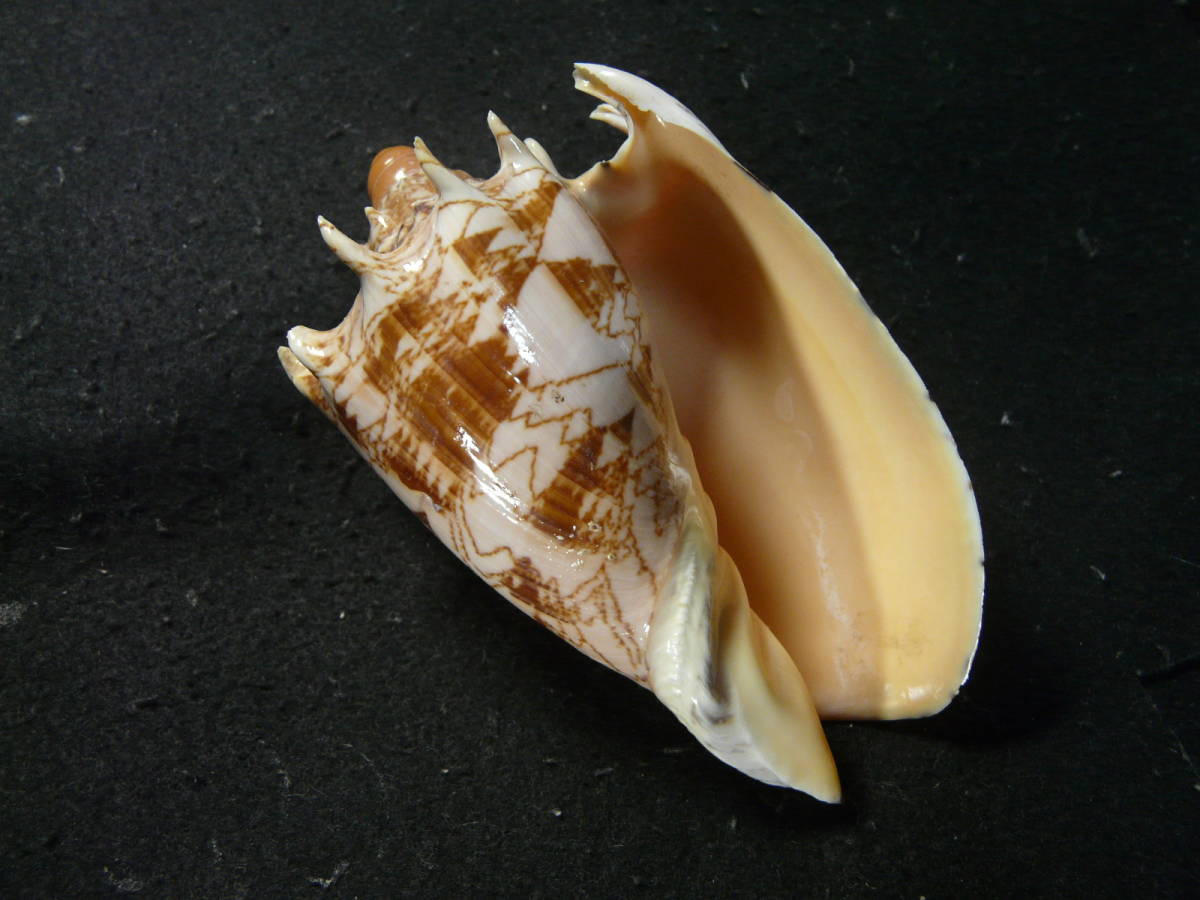 ミヒカリコオロギボラ 海の貝っていいね ミヒカリコオロギボラ 海の貝っていいね