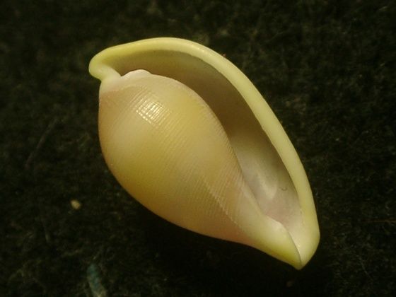 シラタマガイ ウミウサギ類 海の貝っていいね