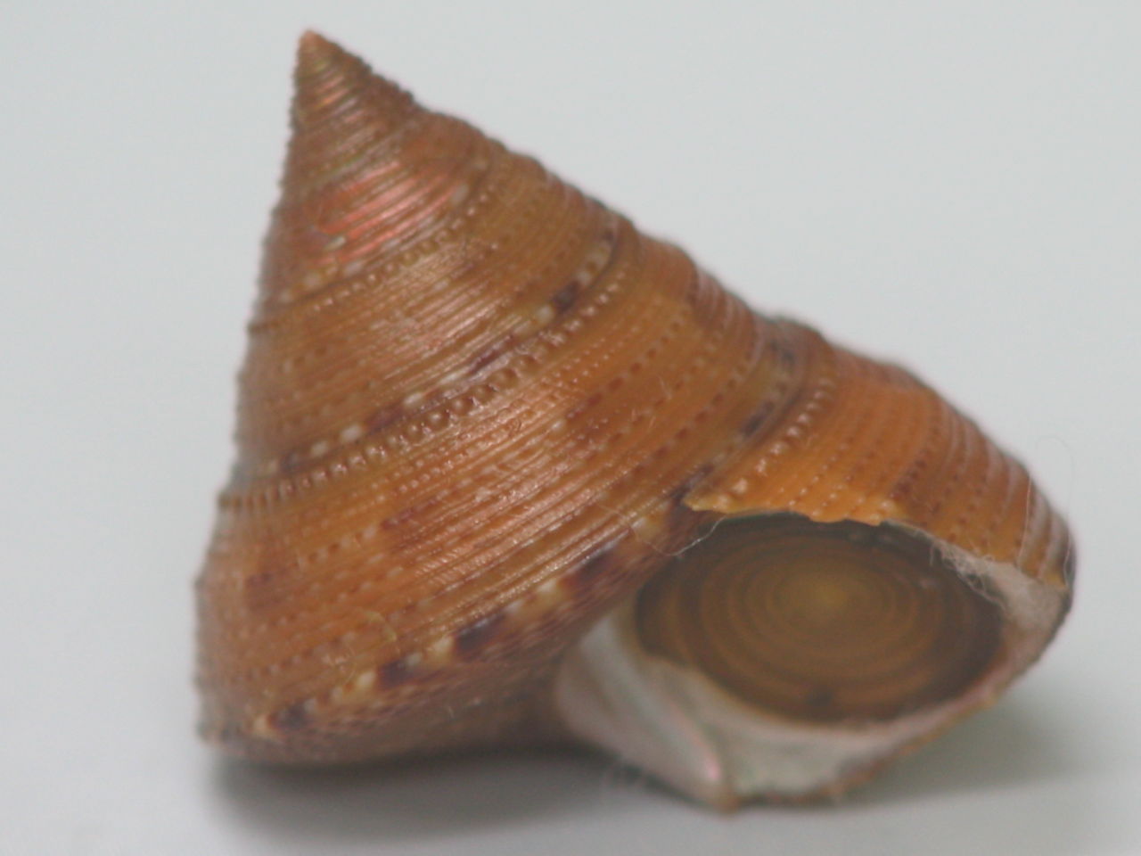 ニシキウズガイ科 海の貝っていいね