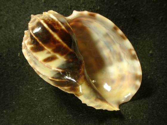 カブリティショクコウラ　Harpa Cabriti カブリティショクコウラ : 海の貝っていいね！