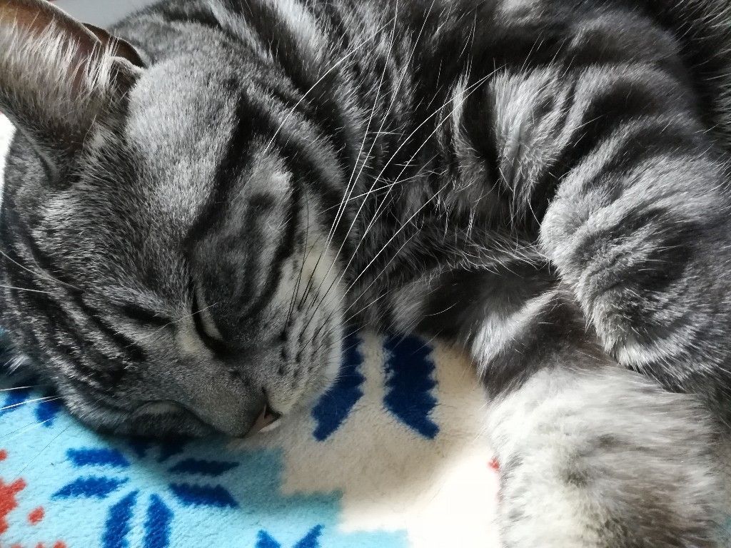 癒やし ワイ ぬこが可愛すぎて勉強出来ない すたすて 大学受験まとめ