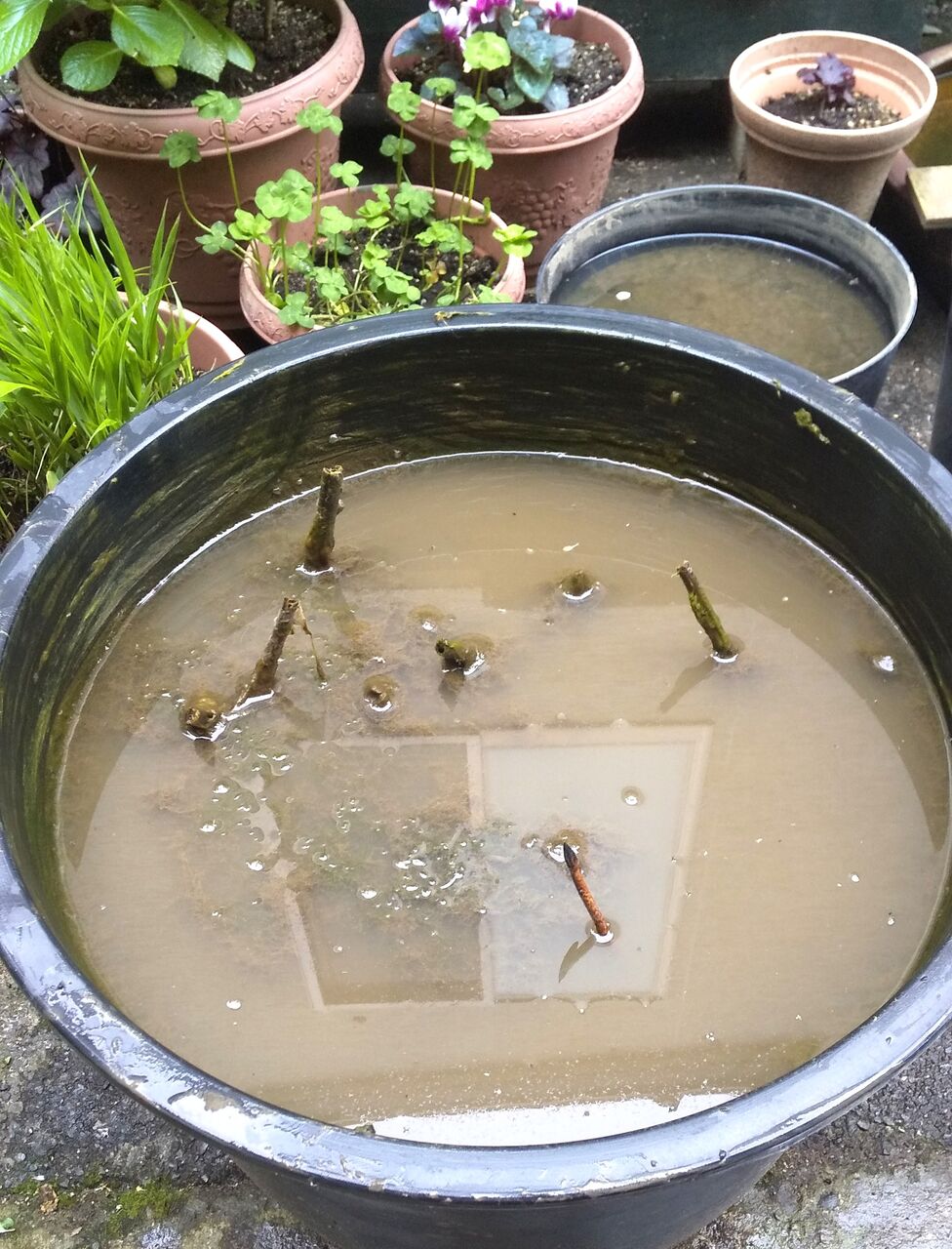 なくなった息子に出来ること 蓮の植え替え 夏の開花のために春の今が大事な時期 小学生 絵筆ちゃんのblog なくなった息子に出来ること 蓮の植え替え 夏の開花のために春の今が大事な時期 小学生 絵筆ちゃんのblog