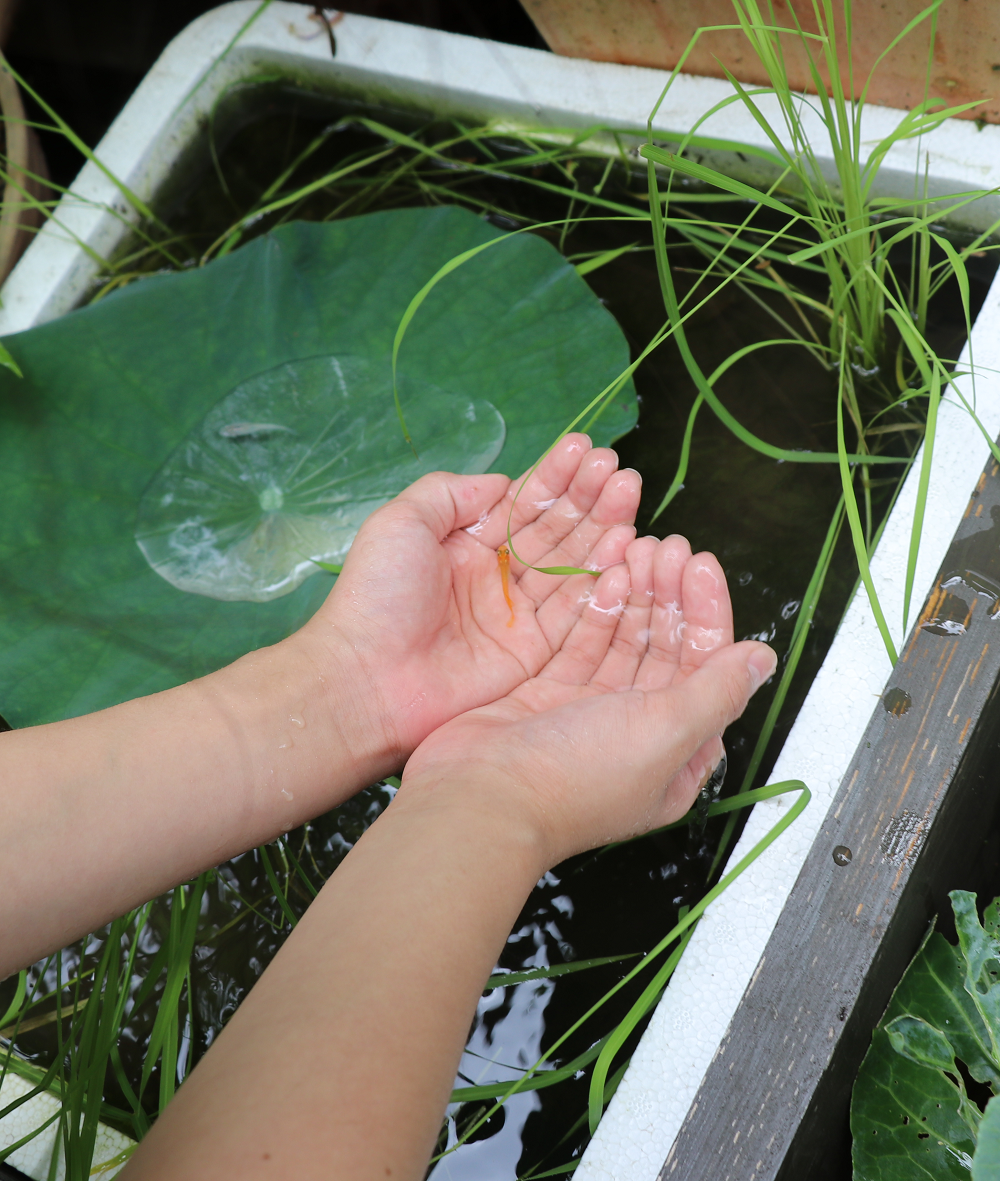 さつきとトトロが出会うシーンでトトロが雨よけに頭にのせていた里芋の葉のように葉っぱを傘にして遊んでみる 小学生 絵筆ちゃんのblog さつきとトトロが出会うシーンでトトロが雨よけに頭にのせていた里芋の葉のように葉っぱを傘にして遊んでみる 小学生 絵筆ちゃんのblog