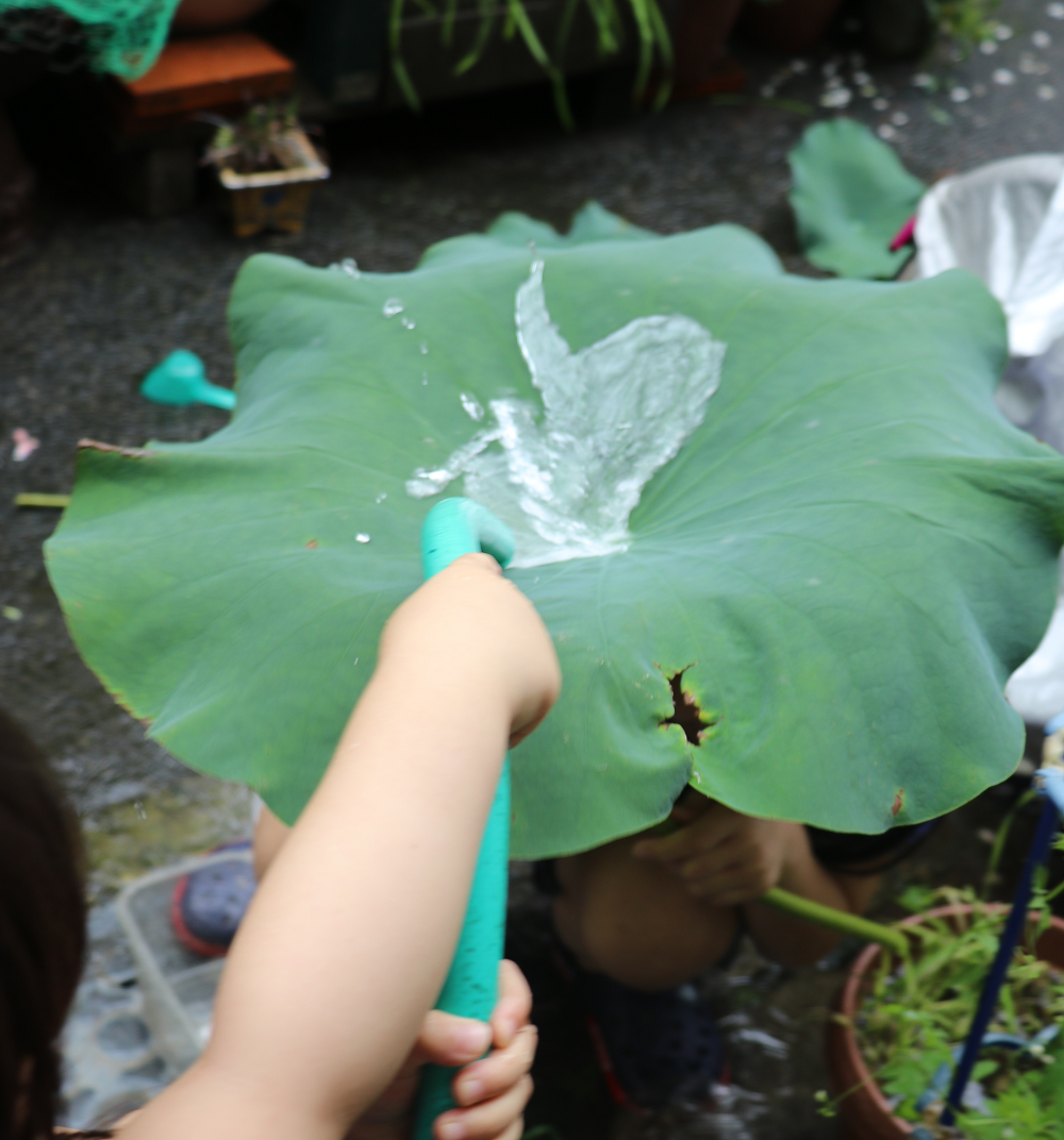 さつきとトトロが出会うシーンでトトロが雨よけに頭にのせていた里芋の葉のように葉っぱを傘にして遊んでみる 小学生 絵筆ちゃんのblog