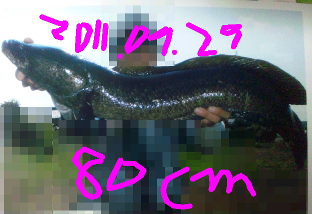 2011年を振り返る~9月編~ : 雷魚たちとの戯れ日記