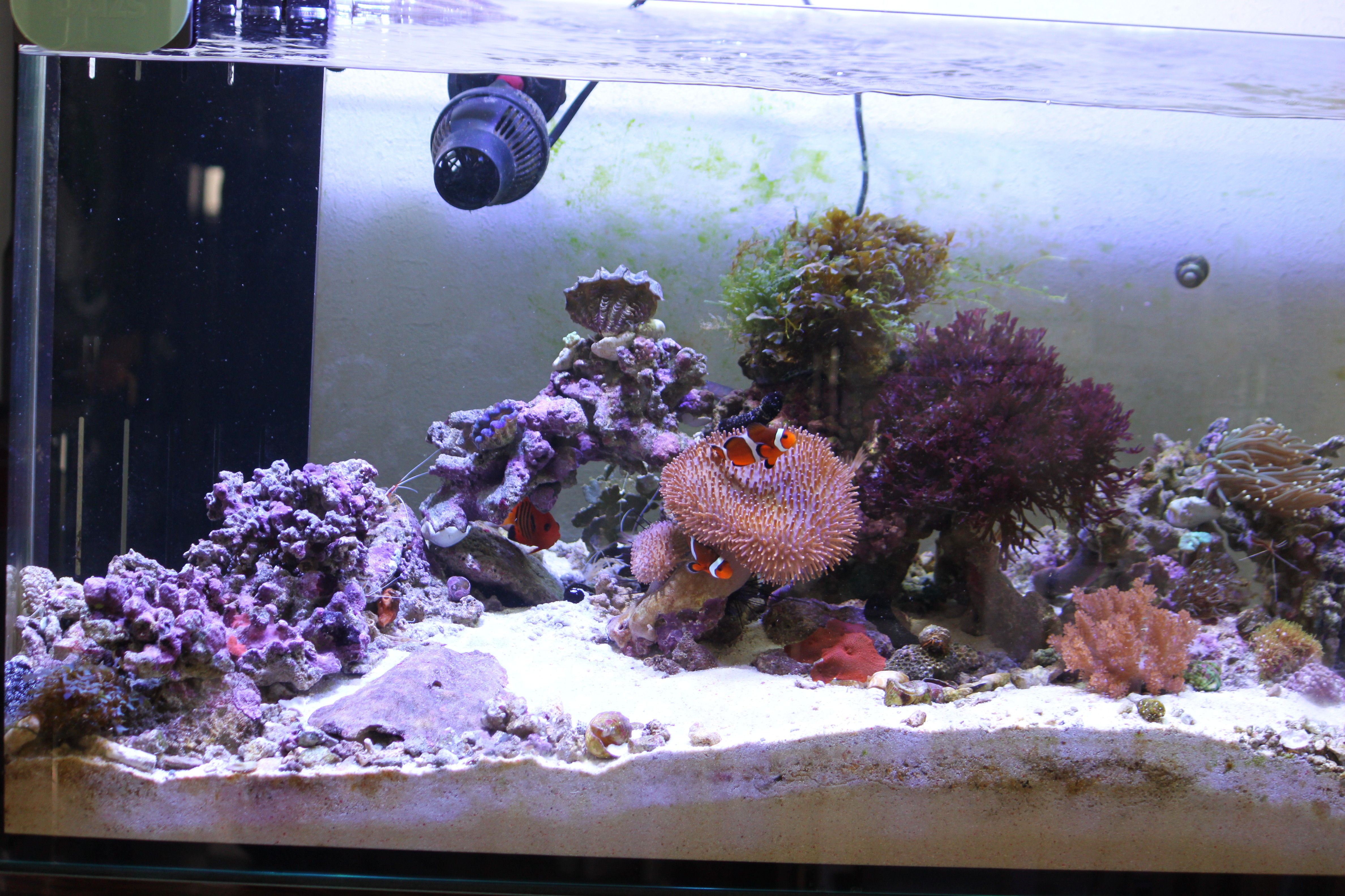 海水魚水槽の現状 ス さんの趣味ブログ