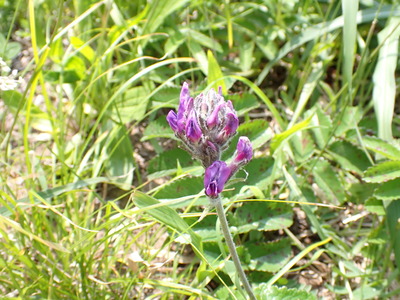 P6260261