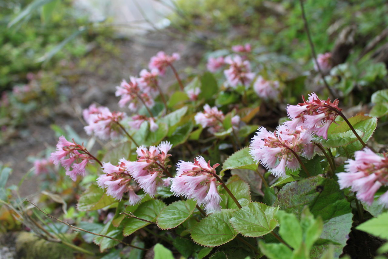 花の雨飾山 1963 2ｍ 日々是好日