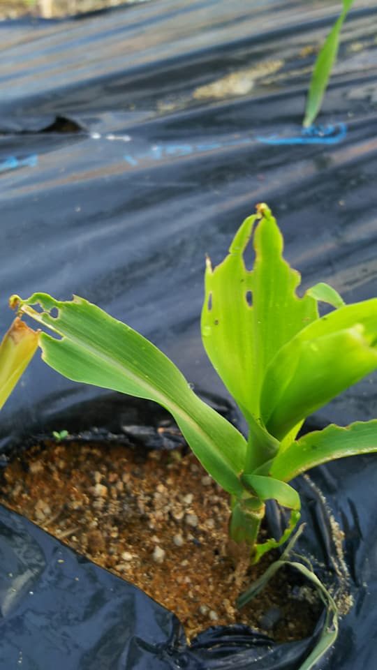 害虫について考える ナメクジ カタツムリ 野菜作り失敗の傾向と対策