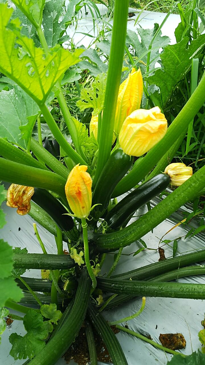 ズッキーニが大きくならないでしぼんで黄色くなる 小さく緑色が濃くなる 野菜作り失敗の傾向と対策 ズッキーニが大きくならないでしぼんで黄色くなる 小さく緑色が濃くなる 野菜作り失敗の傾向と対策