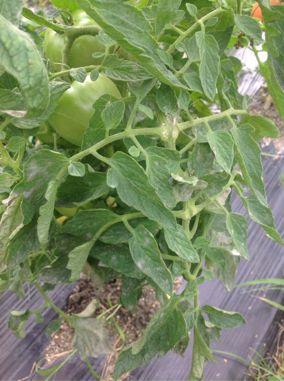 トマトの葉が白くなる 野菜作り失敗の傾向と対策