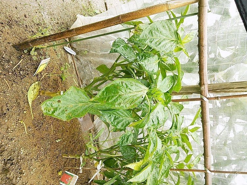 パプリカの葉が黄色くなり 斑点のようなものが出てくる 野菜作り失敗の傾向と対策 パプリカの葉が黄色くなり 斑点のようなものが出てくる 野菜作り失敗の傾向と対策