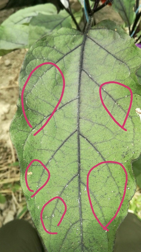 ナスの葉が白くなる ナスの葉の表面が点々と白くなる 野菜作り失敗の傾向と対策