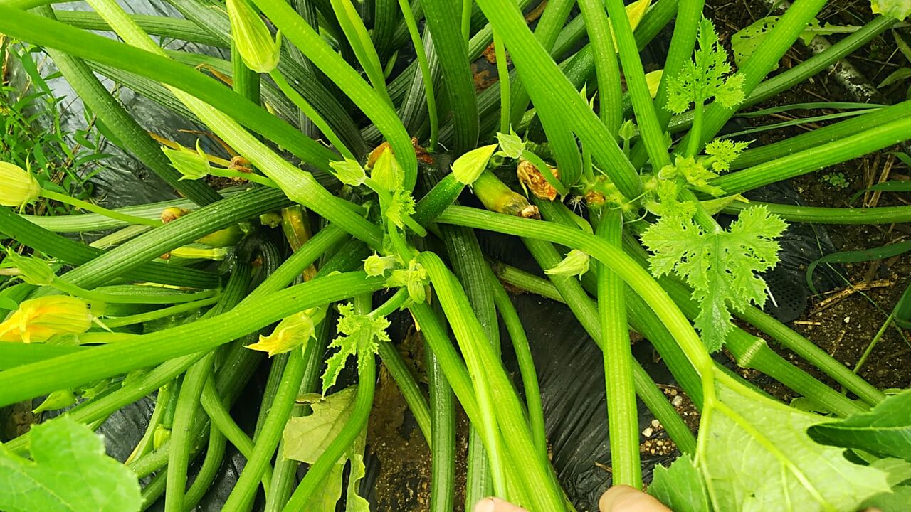 ズッキーニの葉は大きく育つが 実がならない 野菜作り失敗の傾向と対策