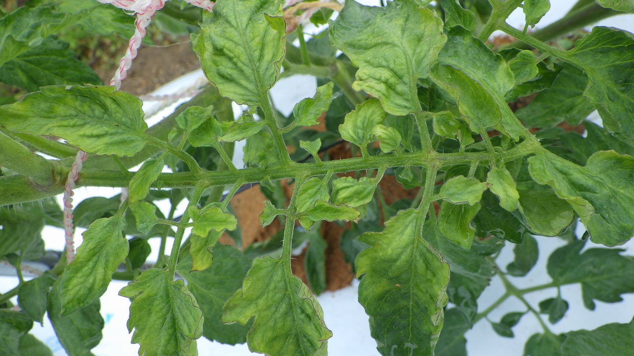 ミニトマトが全体的に黄色くなって 葉が縮れ 生育が遅い 野菜作り失敗の傾向と対策