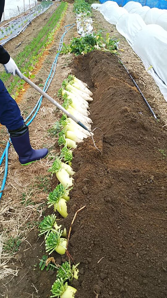 ダイコンを畑で保存する 野菜作り失敗の傾向と対策