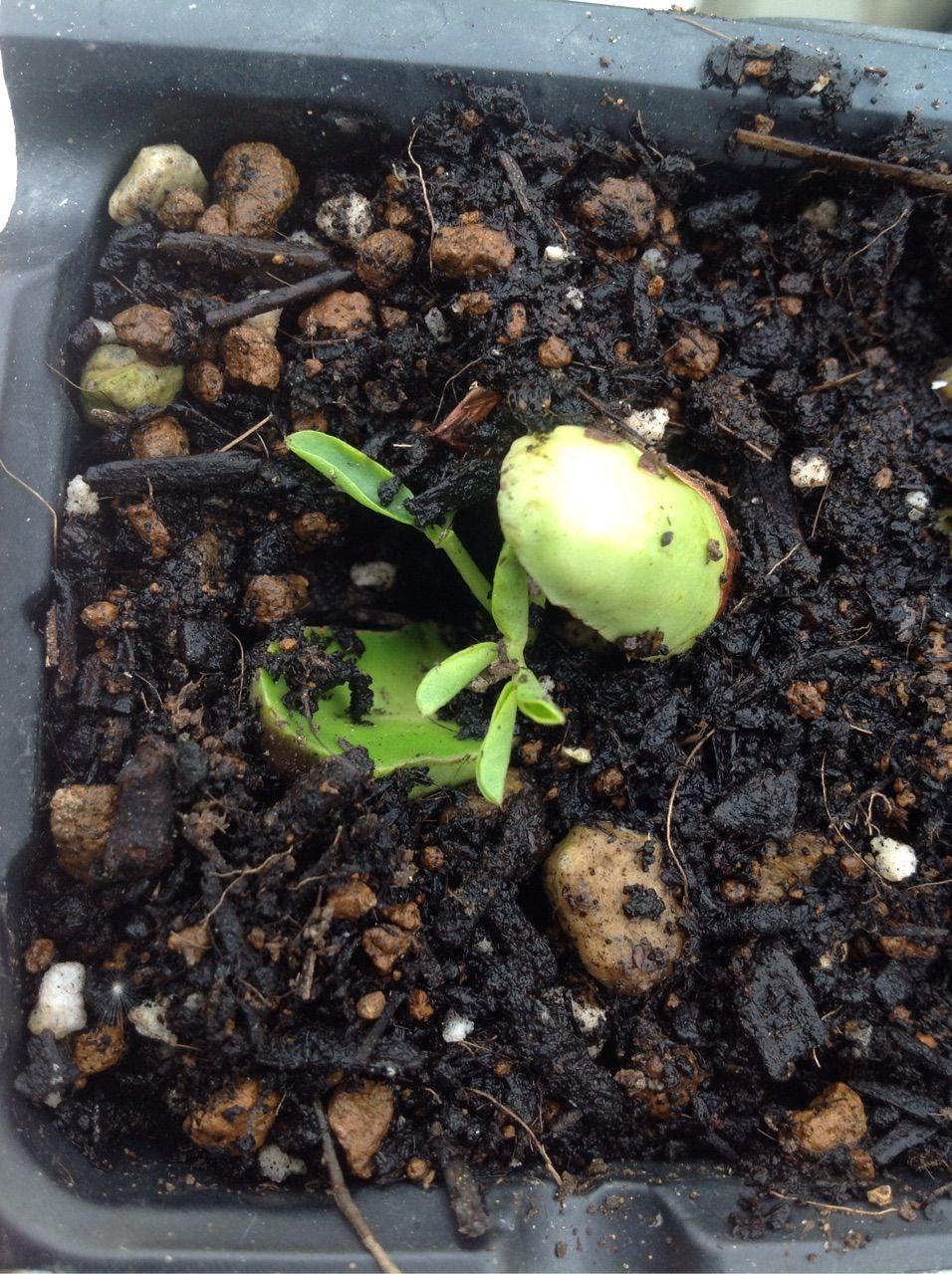 落花生の種を植えたけれどしばらくしても芽が出てこない 野菜作り失敗の傾向と対策
