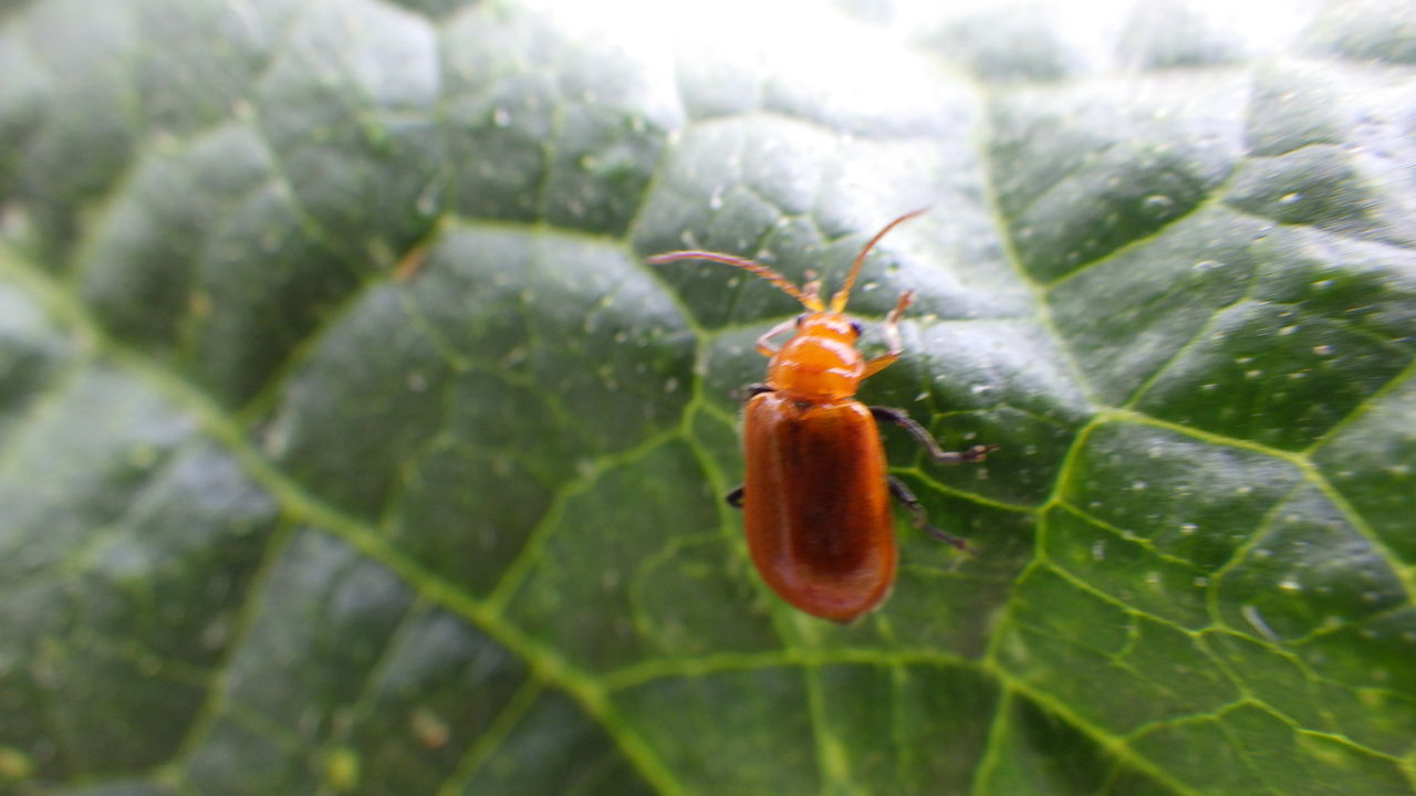 害虫について考える ウリハムシ 野菜作り失敗の傾向と対策