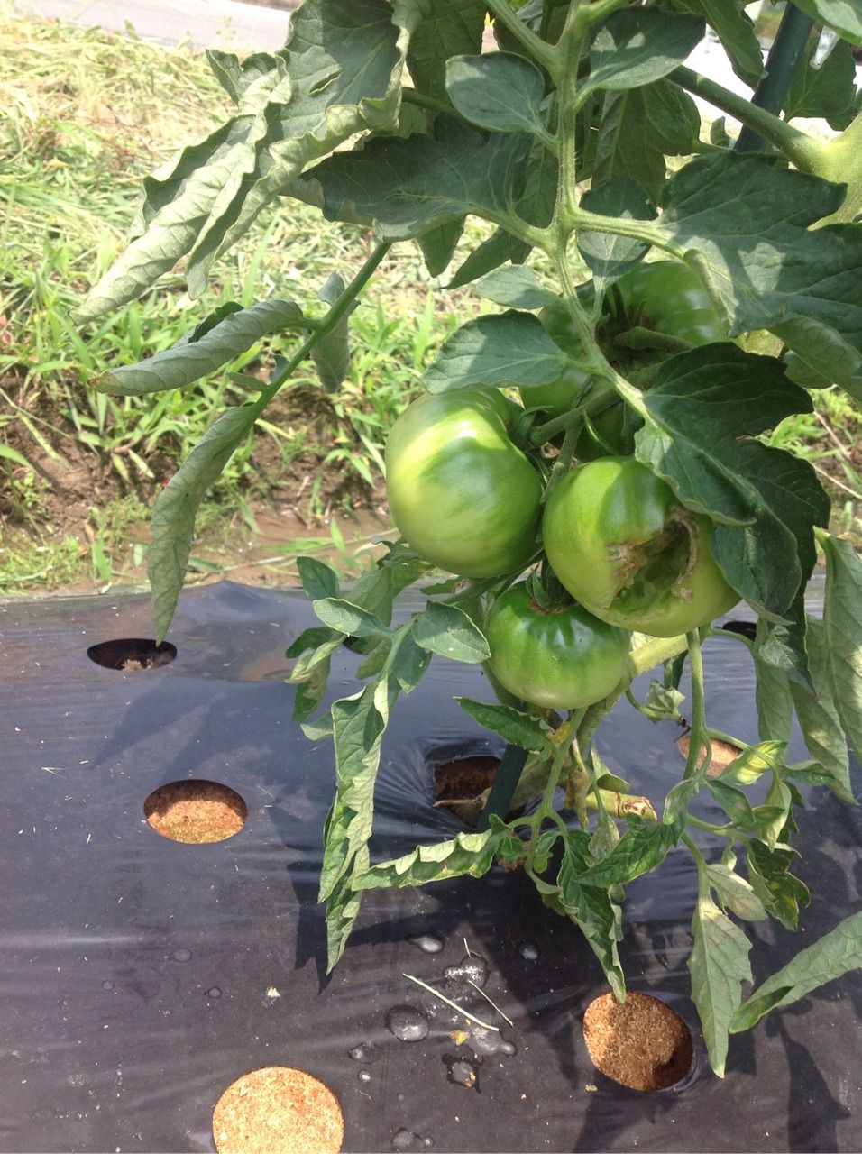 トマトの実に穴が開く 野菜作り失敗の傾向と対策