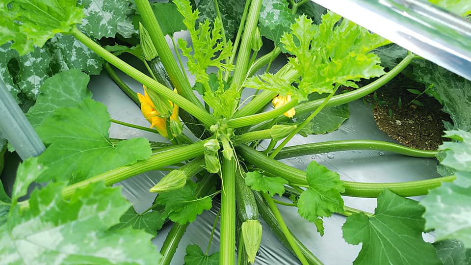 ズッキーニがあまりとれない 収穫できない 野菜作り失敗の傾向と対策