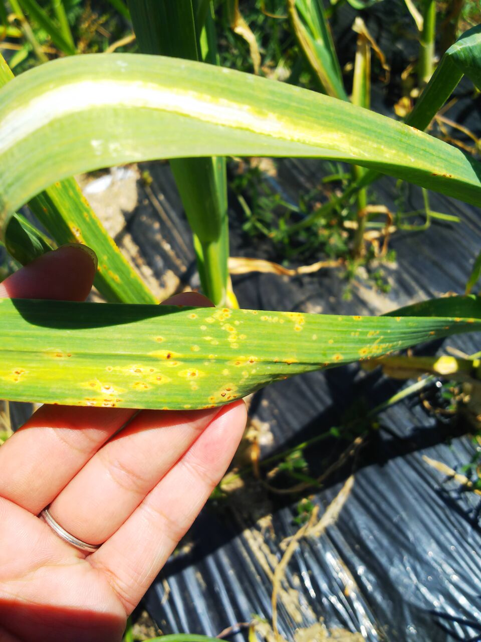 にんにくの葉に赤い点々が出てきて枯れ始める 野菜作り失敗の傾向と対策