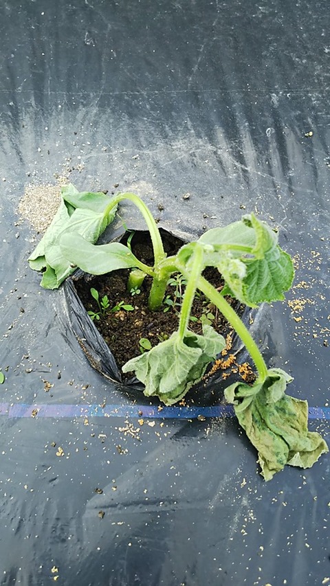 定植したきゅうりの苗が急にしおれてしまう 野菜作り失敗の傾向と対策