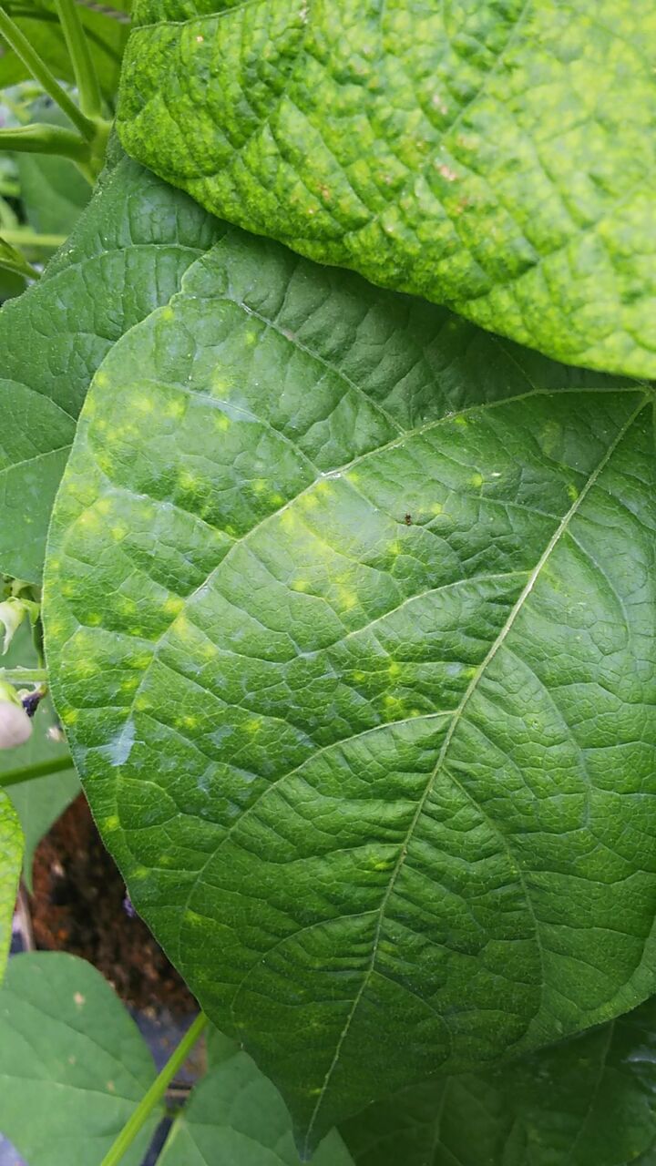 インゲンの葉が縮れて葉色がまだらになる 野菜作り失敗の傾向と対策