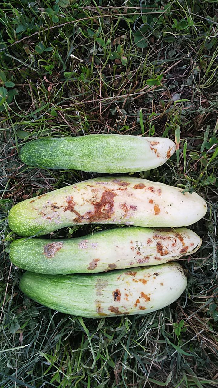 地ばいきゅうりの表面がかじられる 汚れる 野菜作り失敗の傾向と対策