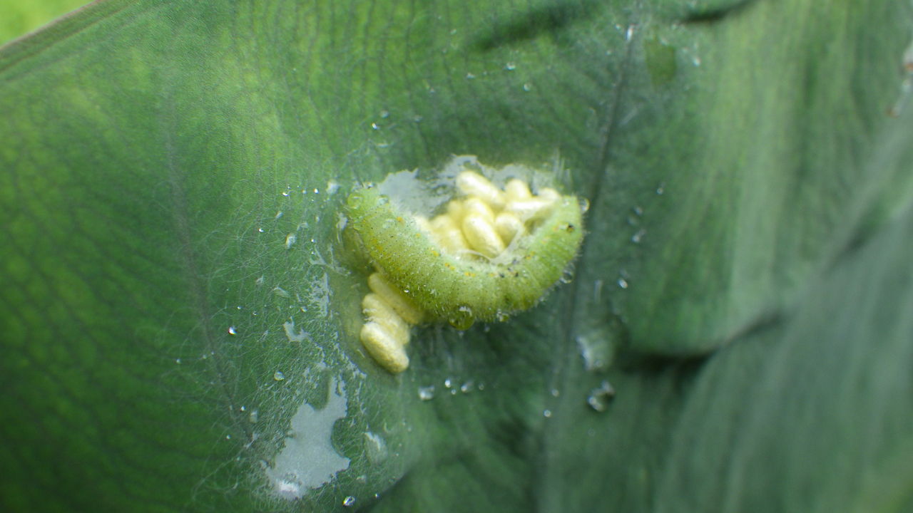 天敵について考える アオムシとアオムシコマユバチ 野菜作り失敗の傾向と対策 天敵について考える アオムシとアオムシコマユバチ 野菜作り失敗の傾向と対策