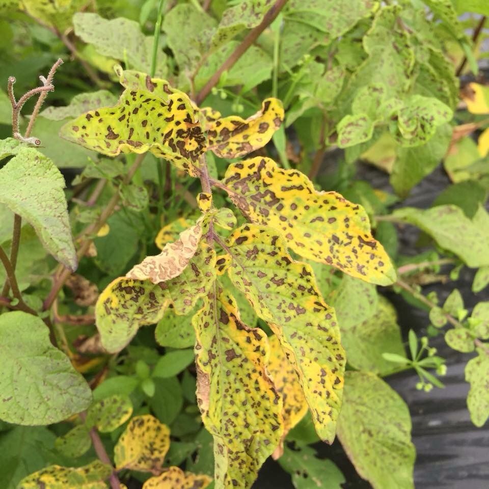 ジャガイモの葉が縮れたり 緑と黄色にまだらになったり 黒い斑点がでる 野菜作り失敗の傾向と対策