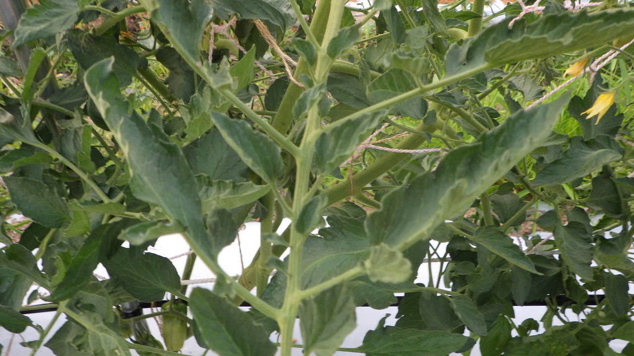 トマトの葉が内側に丸まり 葉の先端が萎れる 野菜作り失敗の傾向と対策