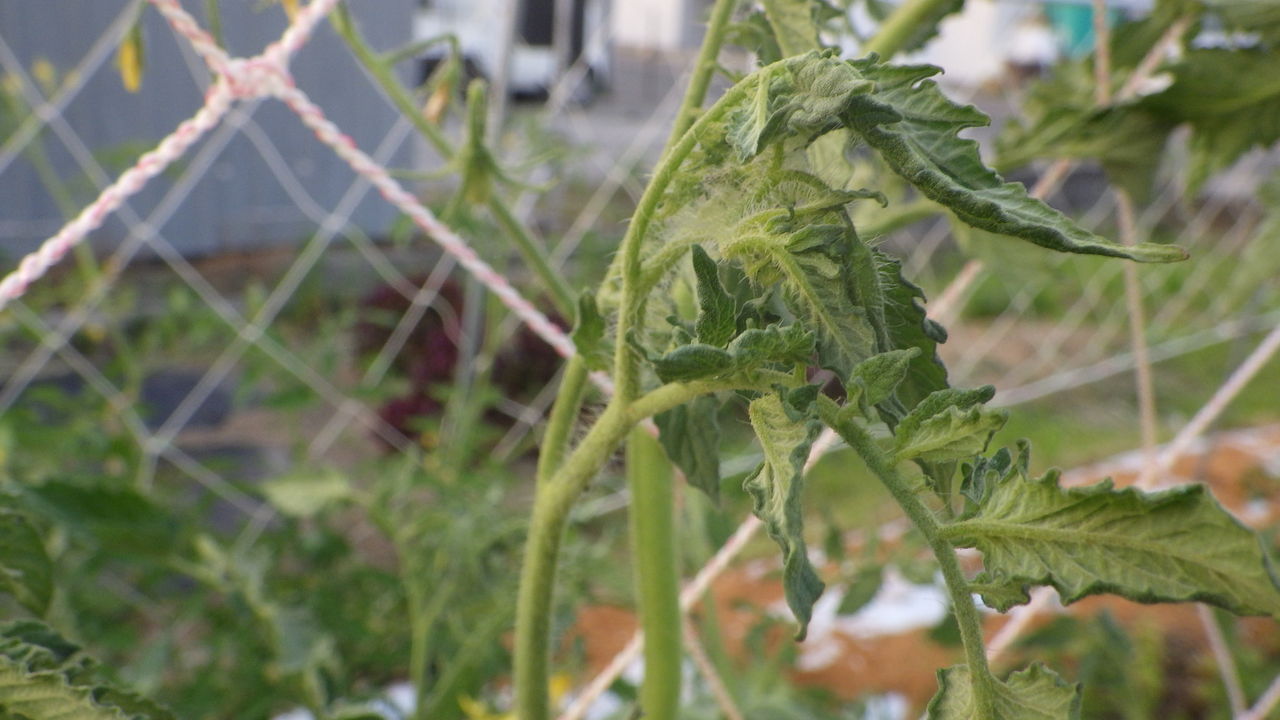 トマトの葉が内側に丸まり 葉の先端が萎れる 野菜作り失敗の傾向と対策