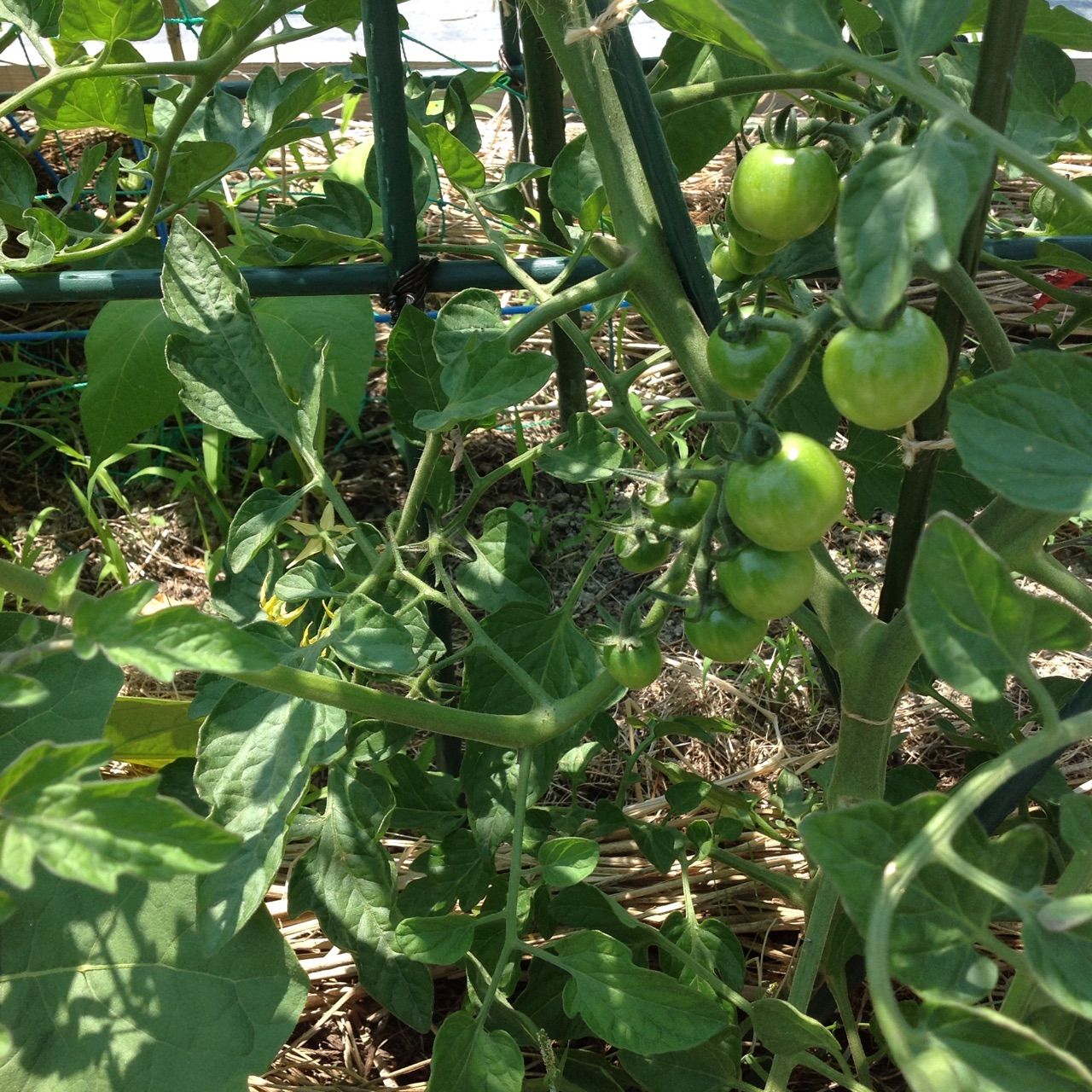 トマトの葉がボサボサになって葉色が濃いが実があまりつかない 野菜作り失敗の傾向と対策