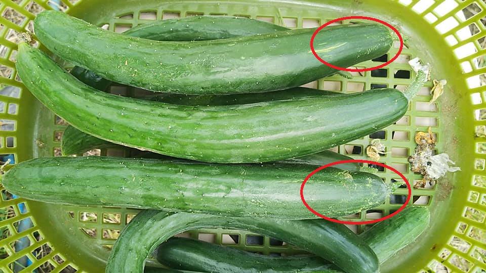 きゅうりに病斑が出る きゅうりに傷がついたようになるアザミウマによる食害 野菜作り失敗の傾向と対策