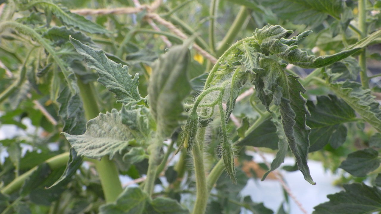 トマトの葉が内側に丸まり 葉の先端が萎れる 野菜作り失敗の傾向と対策
