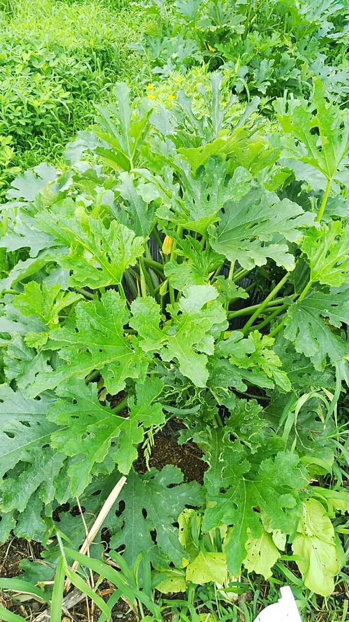 ズッキーニの葉は大きく育つが 実がならない 野菜作り失敗の傾向と対策