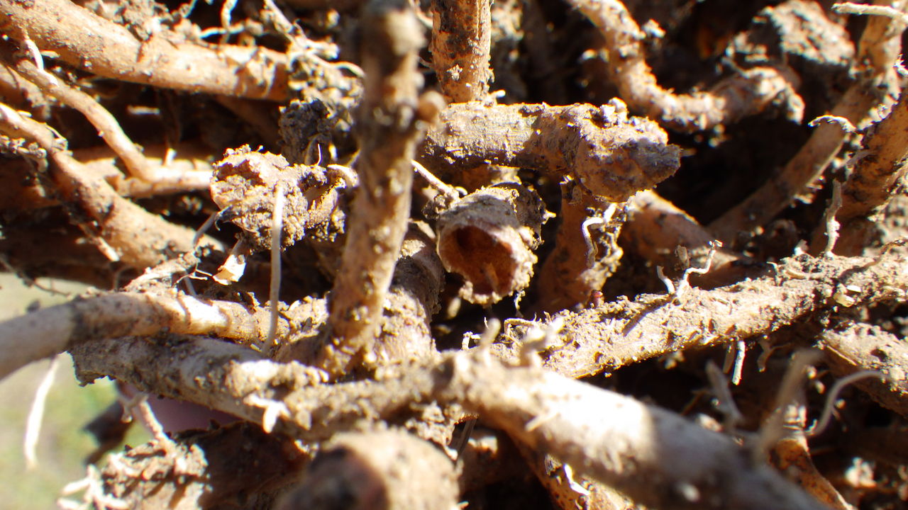 アスパラガスの根が空洞になっている 野菜作り失敗の傾向と対策