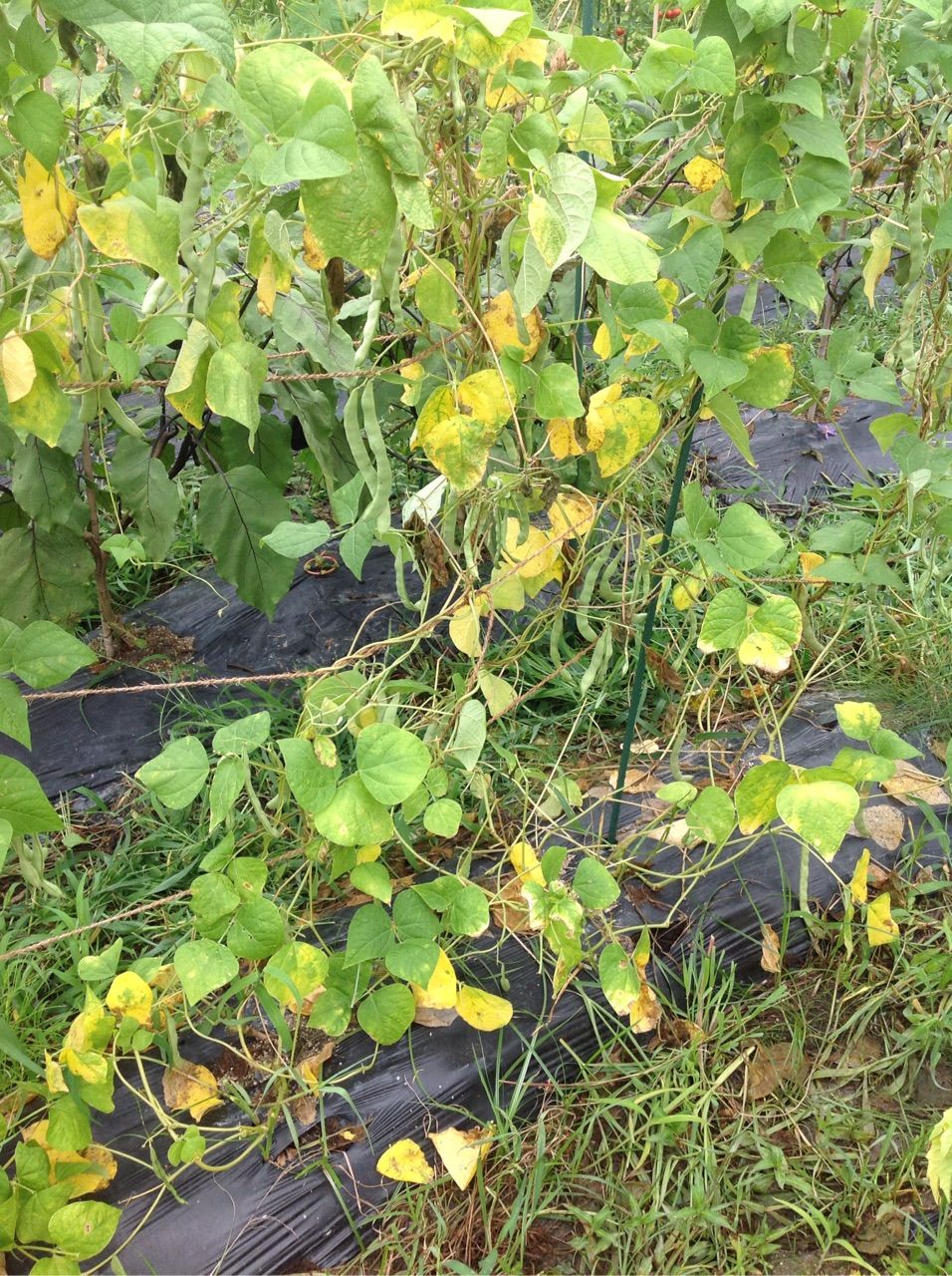 インゲンの葉が落ち始め 下から枯れ上がってくる 野菜作り失敗の傾向と対策